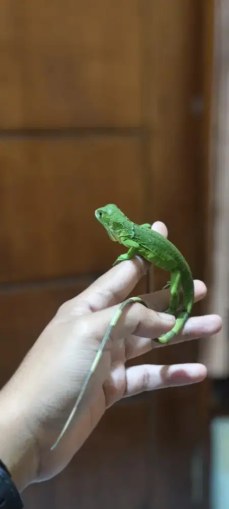 Iguana Red/Green baby