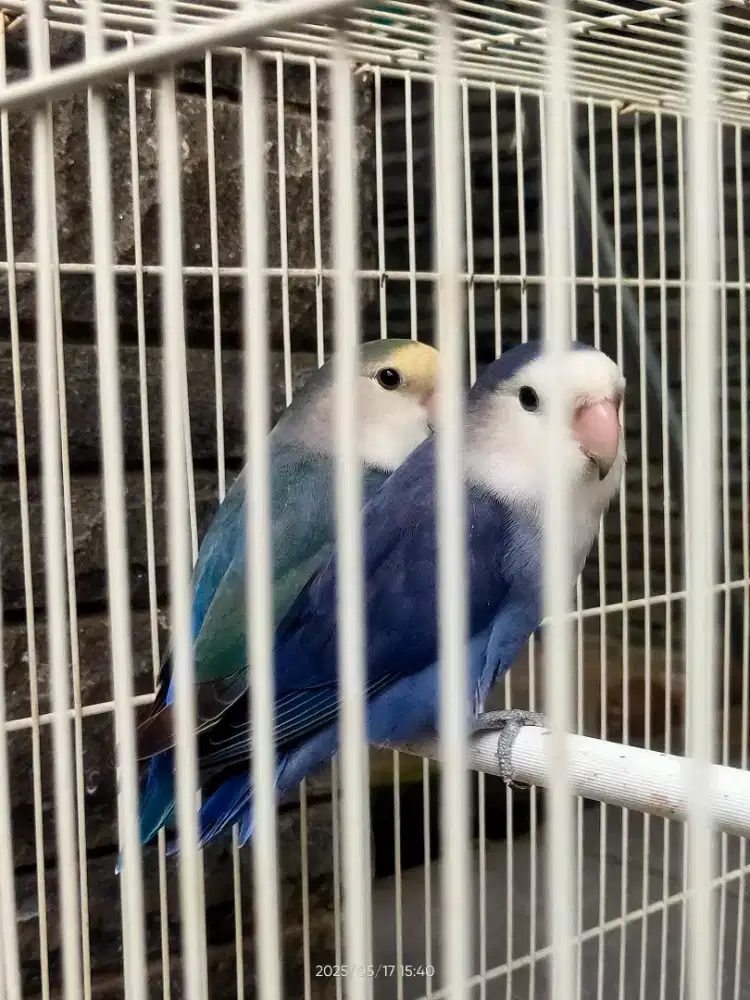 Burung lovebird non klep roseicollis agarponis