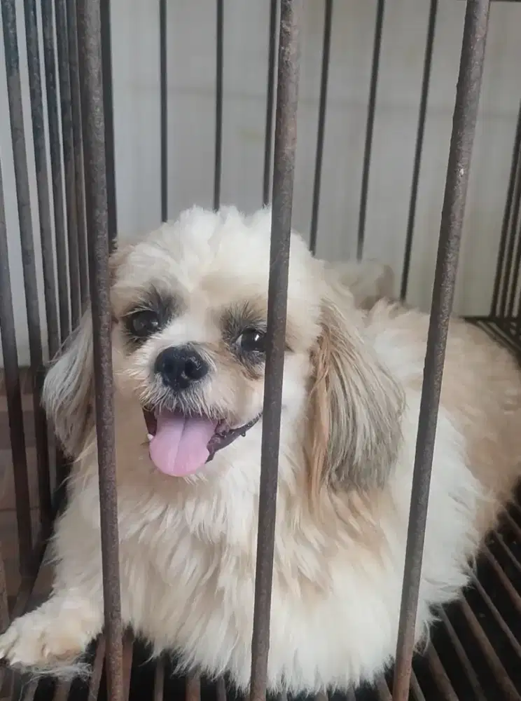 Anjing ras poodle dan shitzu dewasa