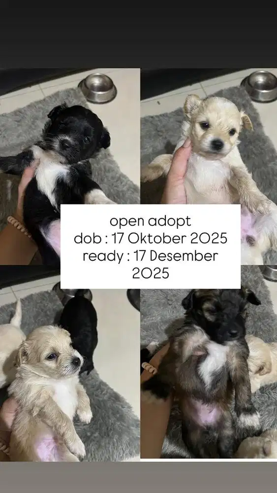 Open adopt anjing ras