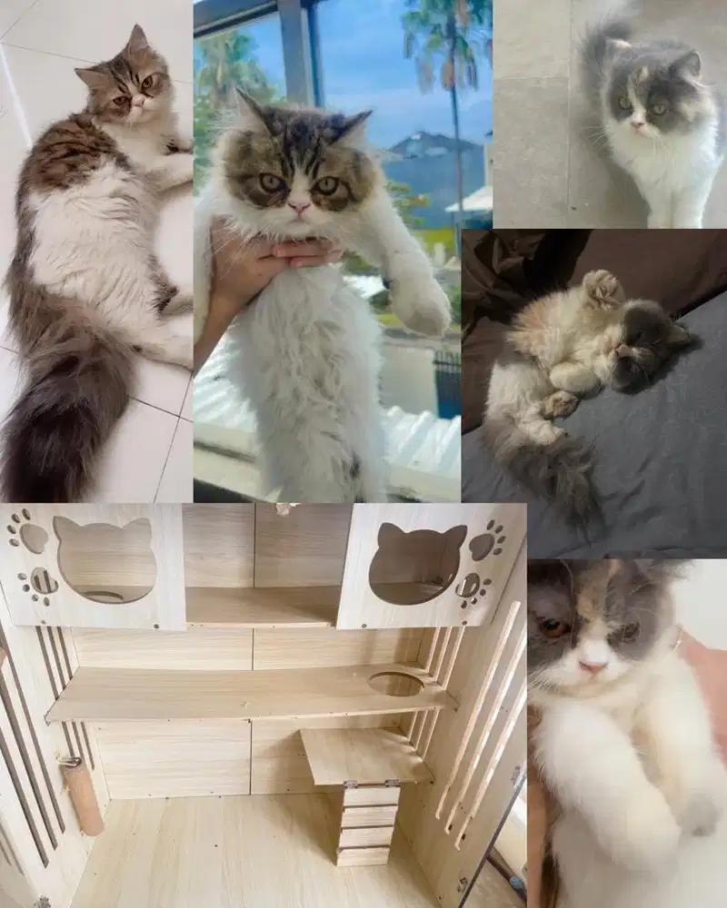 LA Jantan Dan Betina