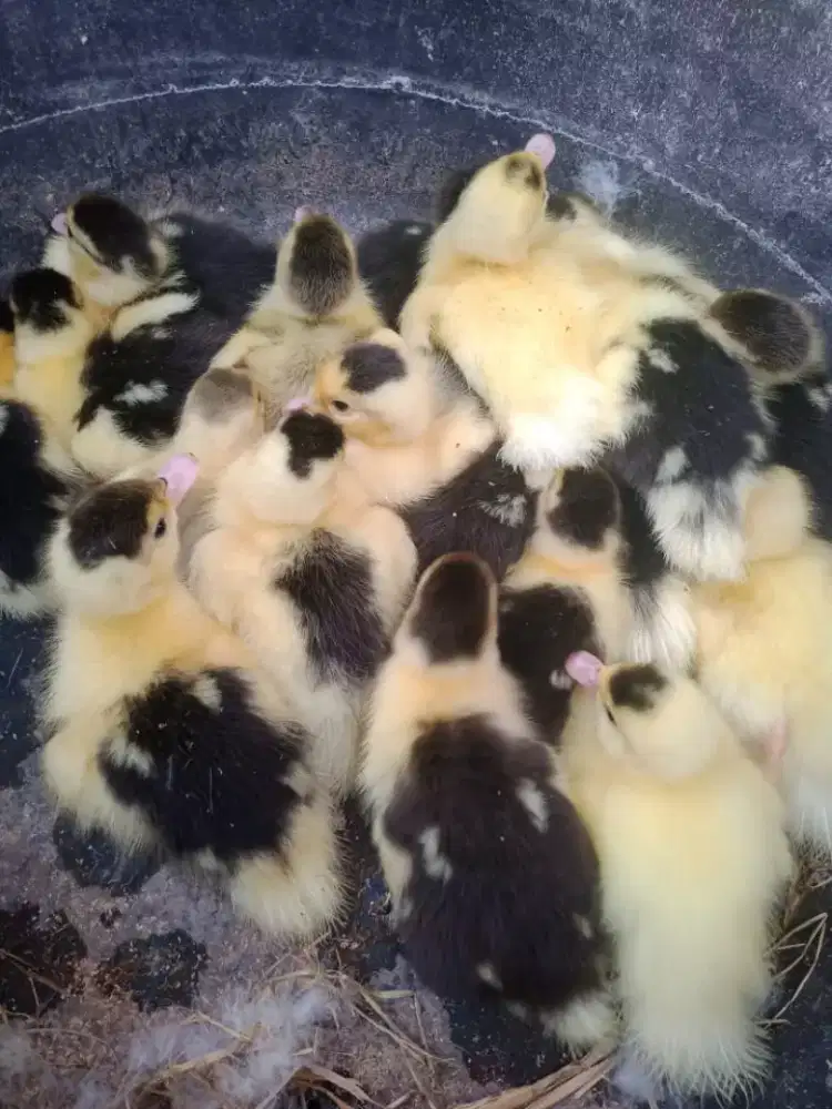 Itik selati lokal dan silang