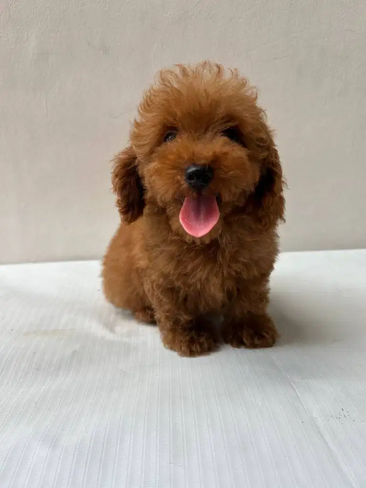 PUPPY TOY POODLE ANAK ANJING STAMBUM