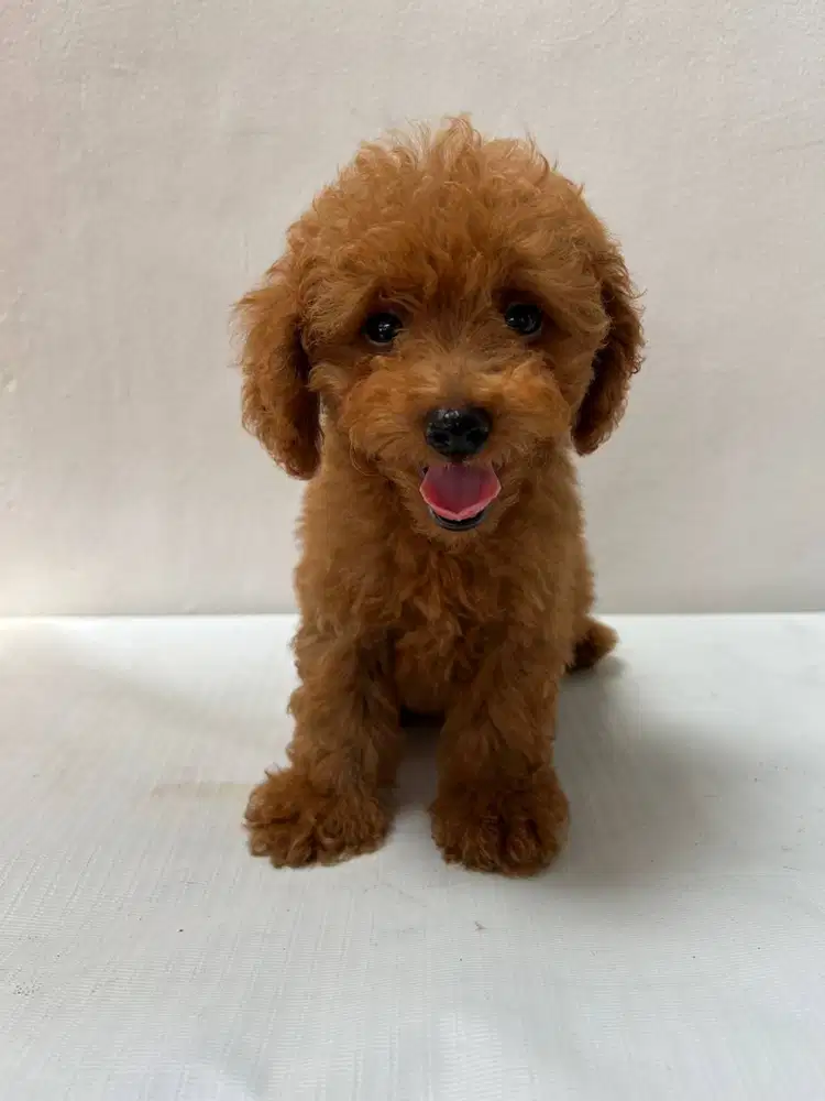 PUPPY TOY POODLE ANAK ANJING STAMBUM