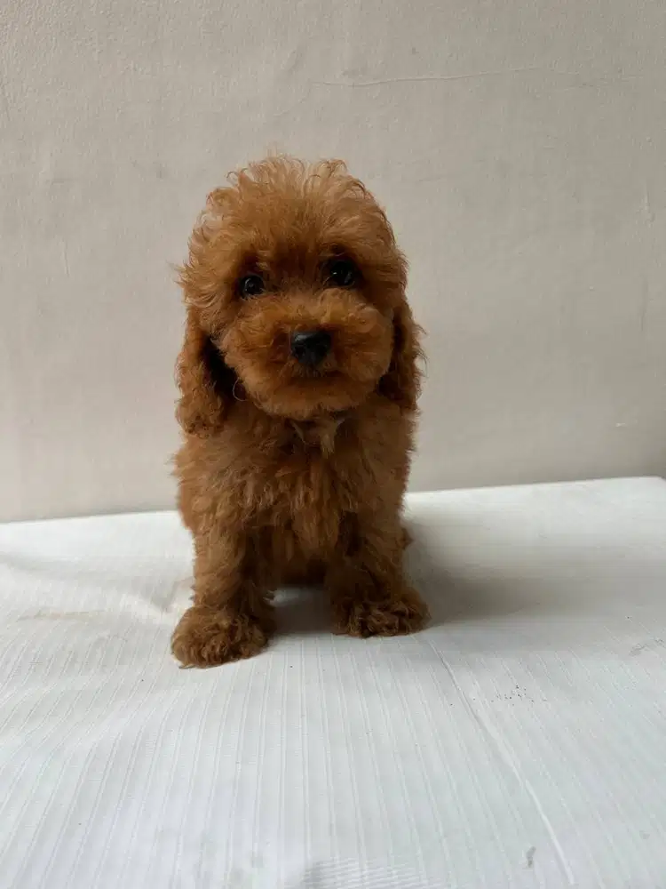 PUPPY TOY POODLE ANAK ANJING STAMBUM