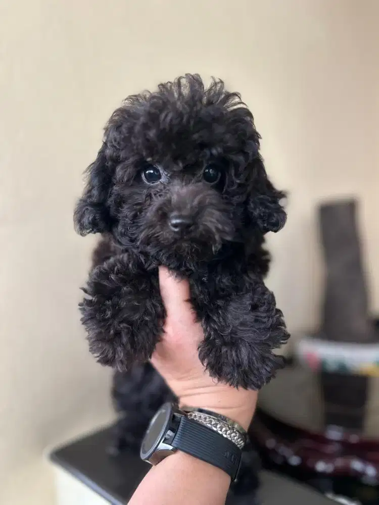 black poodle puppy betina