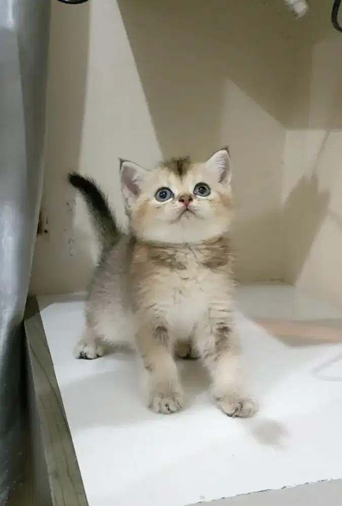 British Short Hair Golden