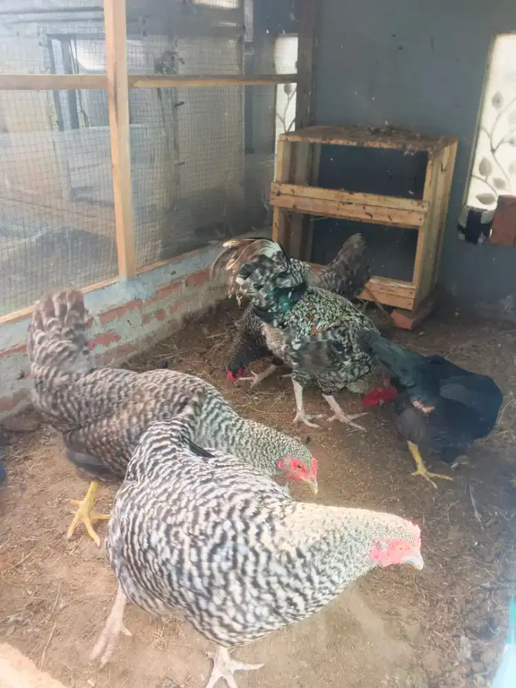 Ayam Petelur Impor Biang dan Jantan
