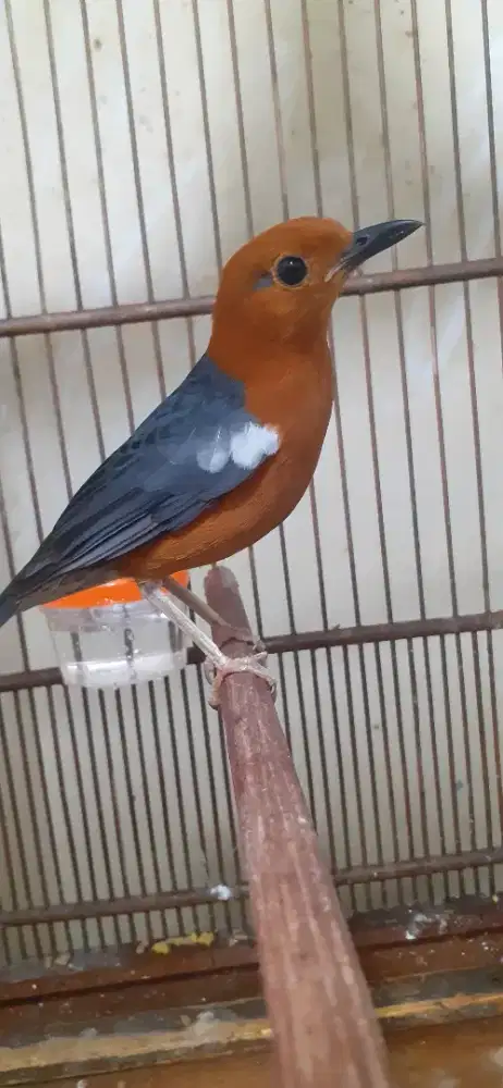 Anis merah bahan jantan