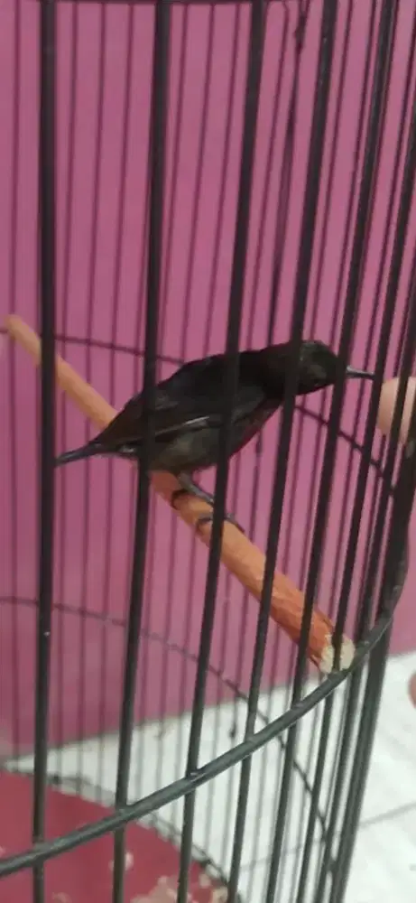 Burung kolibri ninja gacor