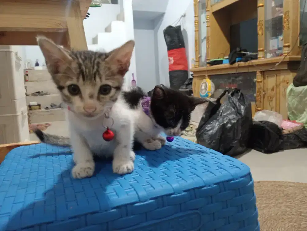 dikasih kucing lucu gratis bawa hoki