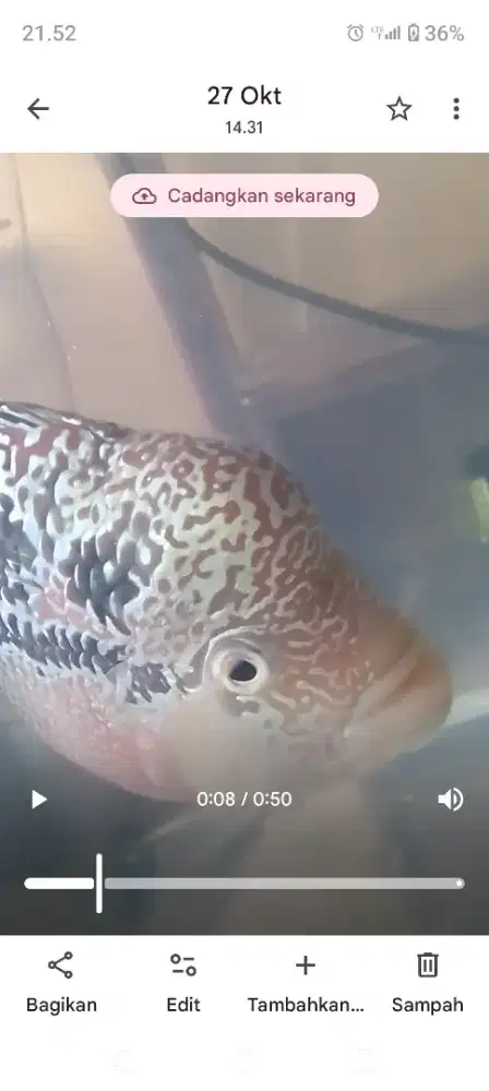 Ikan lohan kamfa F3 progres