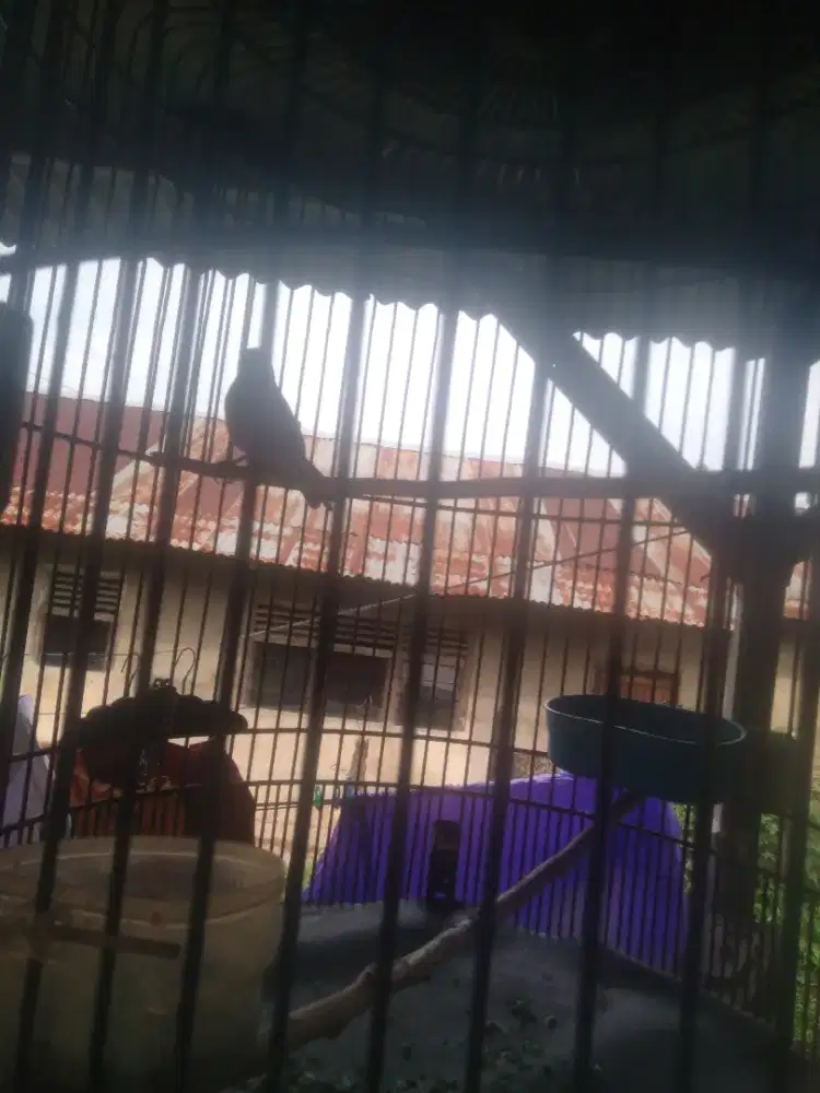 Di jual murai batu sama sangkar nya