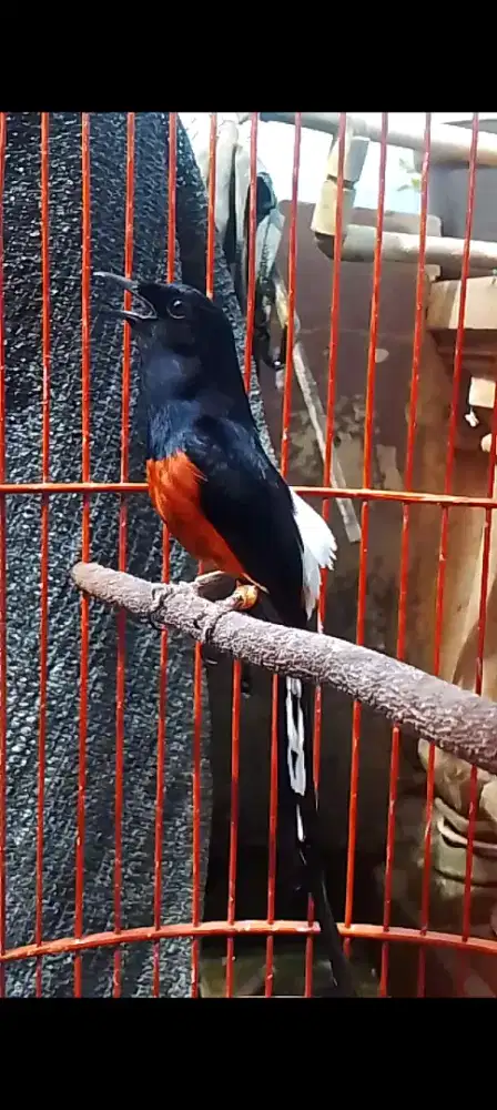 Muray balak 8 siap Gass lapangan