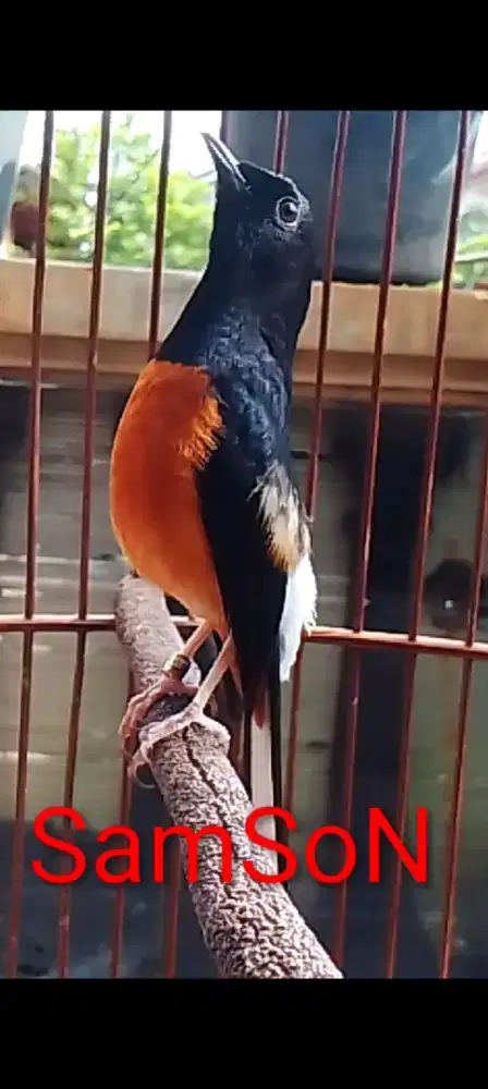 Muray batu prestasi tinggal lanjut