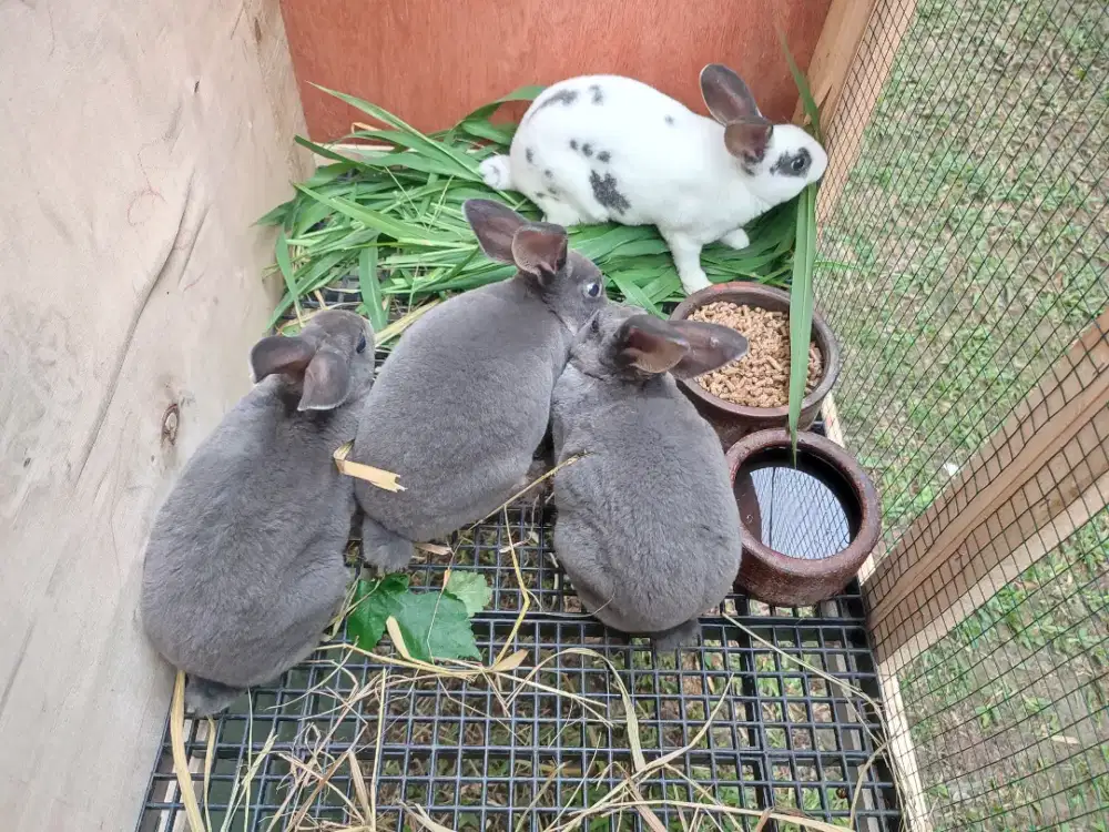 Kelinci Rex Broken White dan Blue Otter