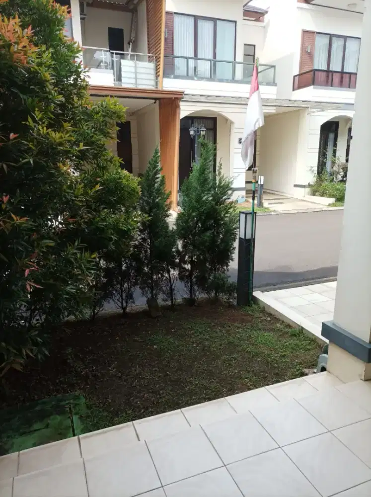 Satu pohon cemara hidup tinggi 175cm an