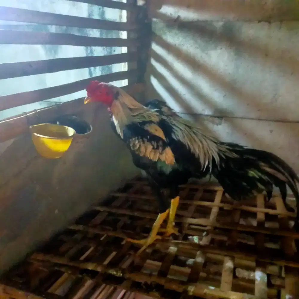 Ayam bk x mangon umur 8bln