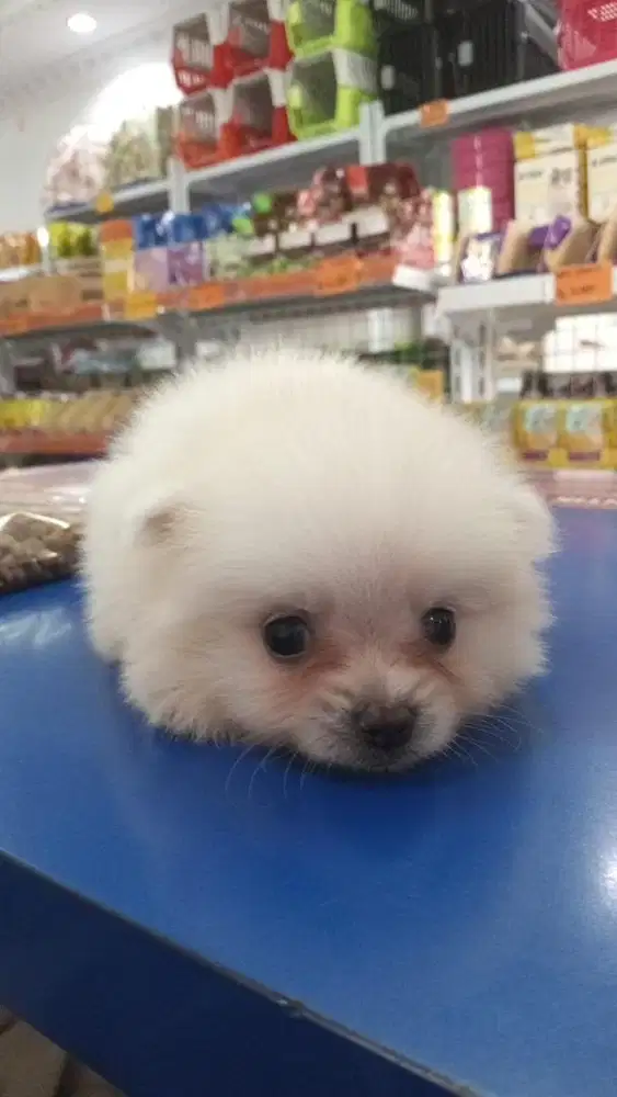 Open adipt jenis mini pom kaki pendek