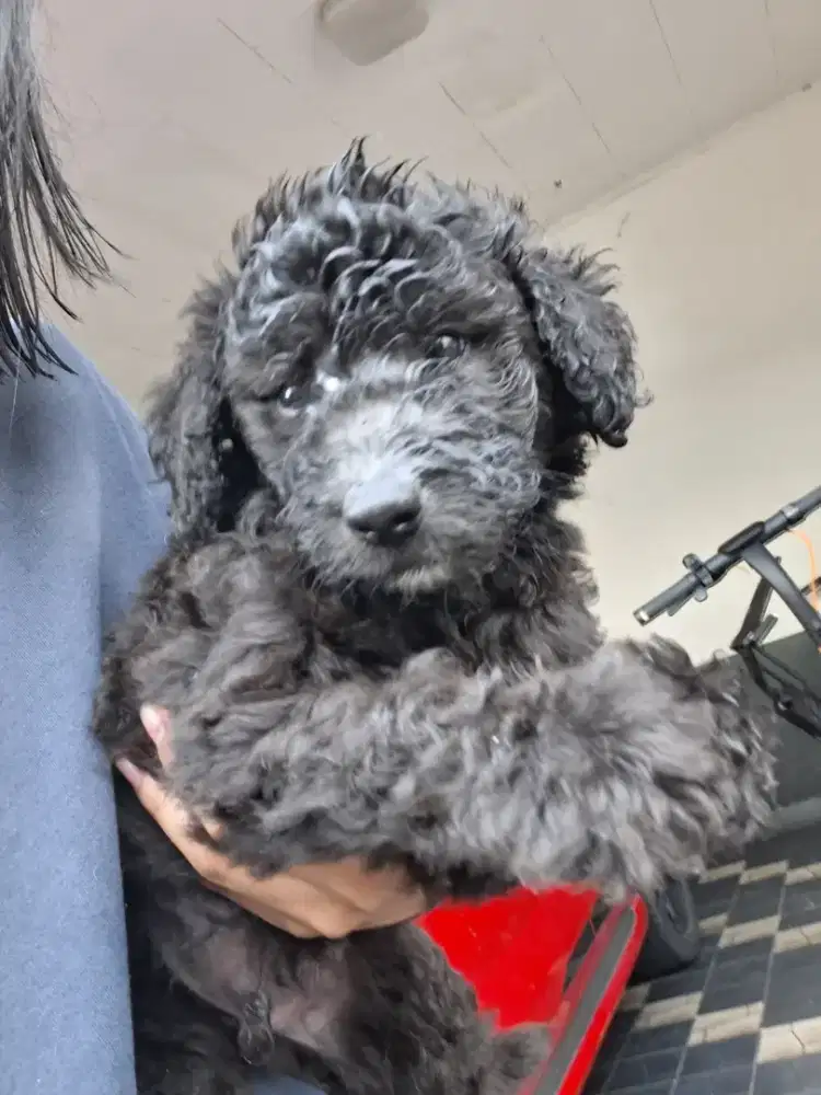 Di Jual Anakan Pure Giant Poodle.Jantan dan Betina