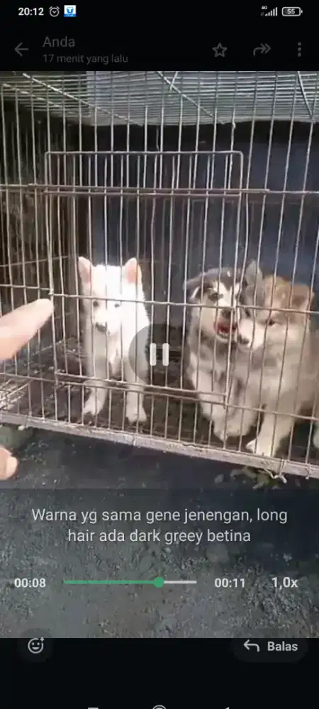 Puppies Husky malamut
