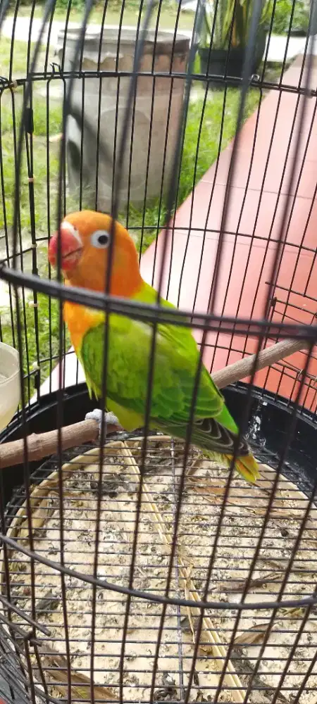 Burung lovebird biola paud