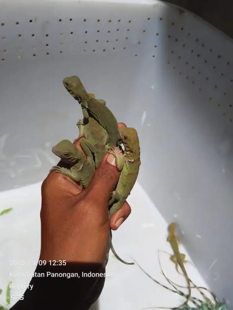 Red hypo Beby size 28 30cm mulus