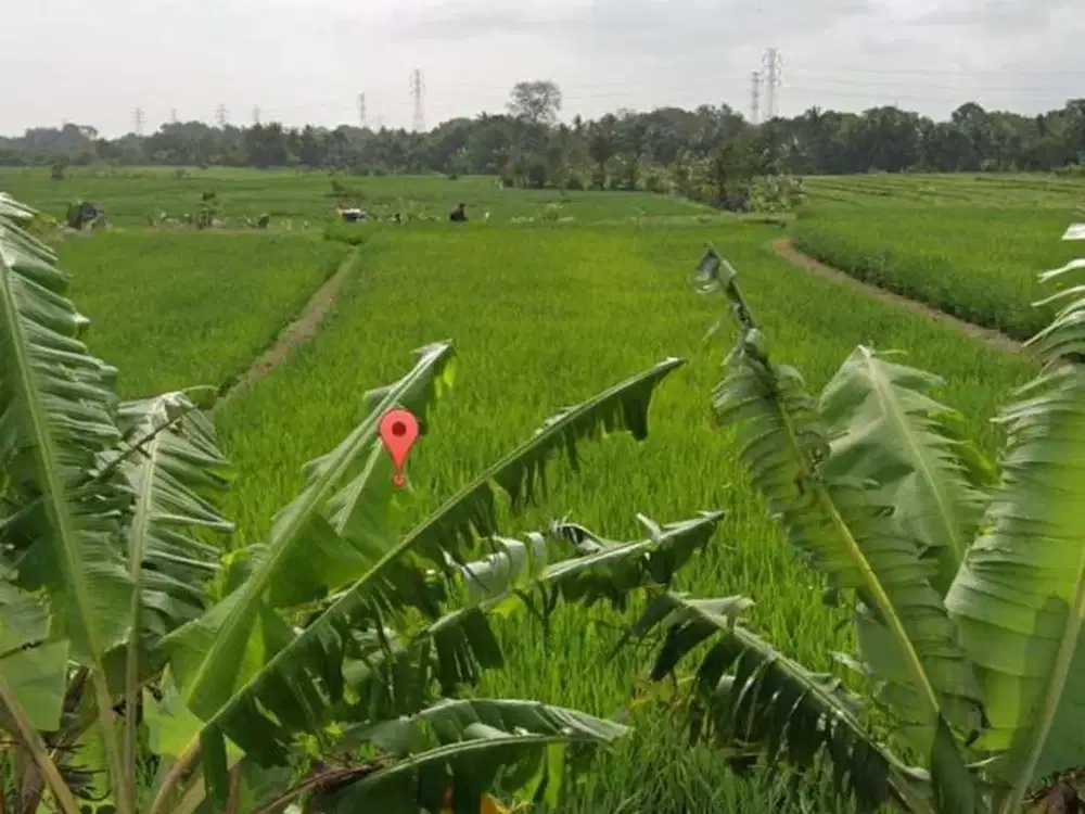 Disewakan Tanah Lokasi Strategis View Sawah di Jl. Kaba-Kaba, Tabanan
