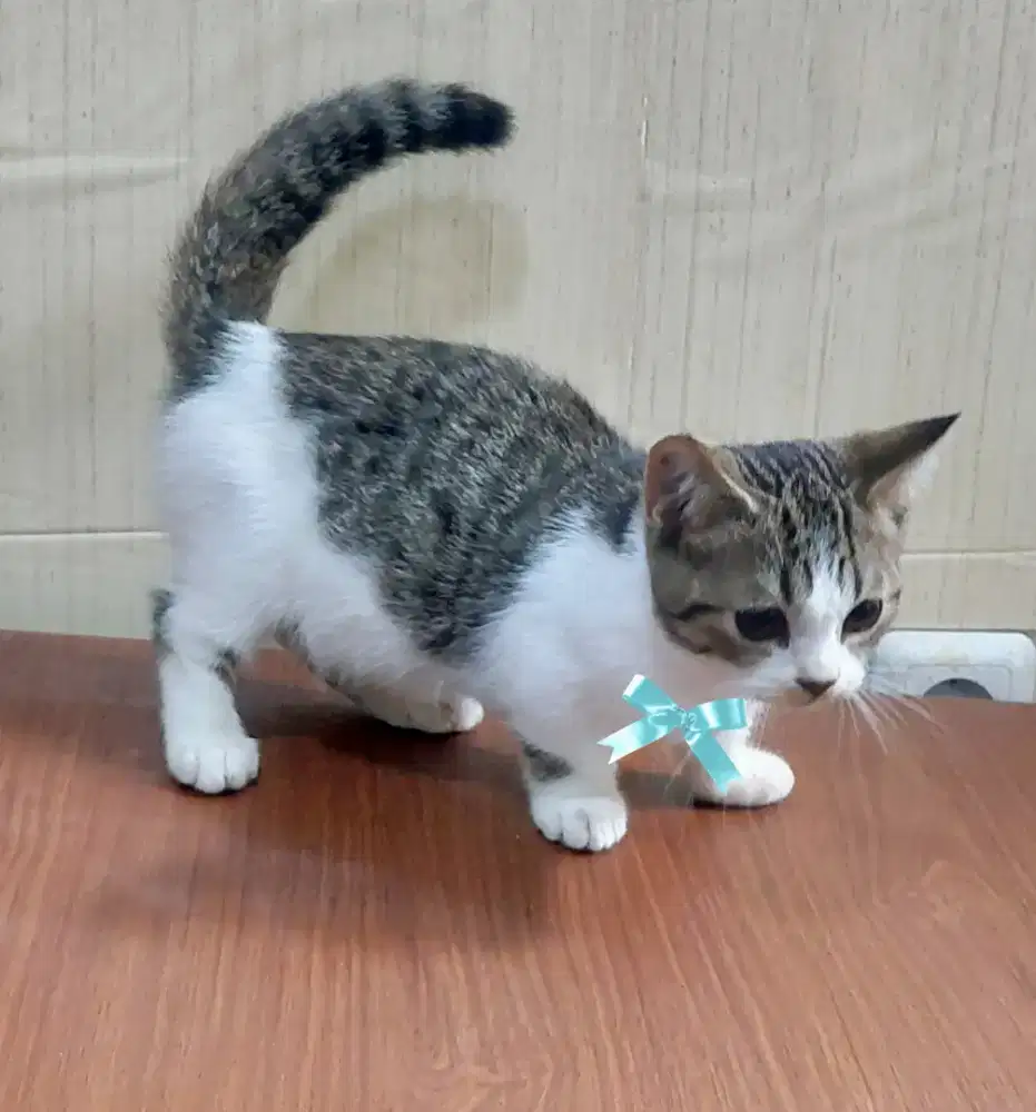 Kucing munchkin bsh