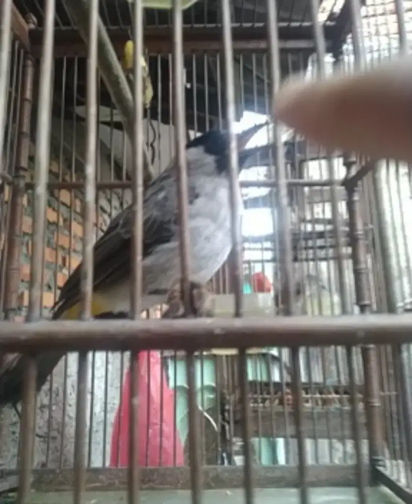 Burung kutilang jinak gacor