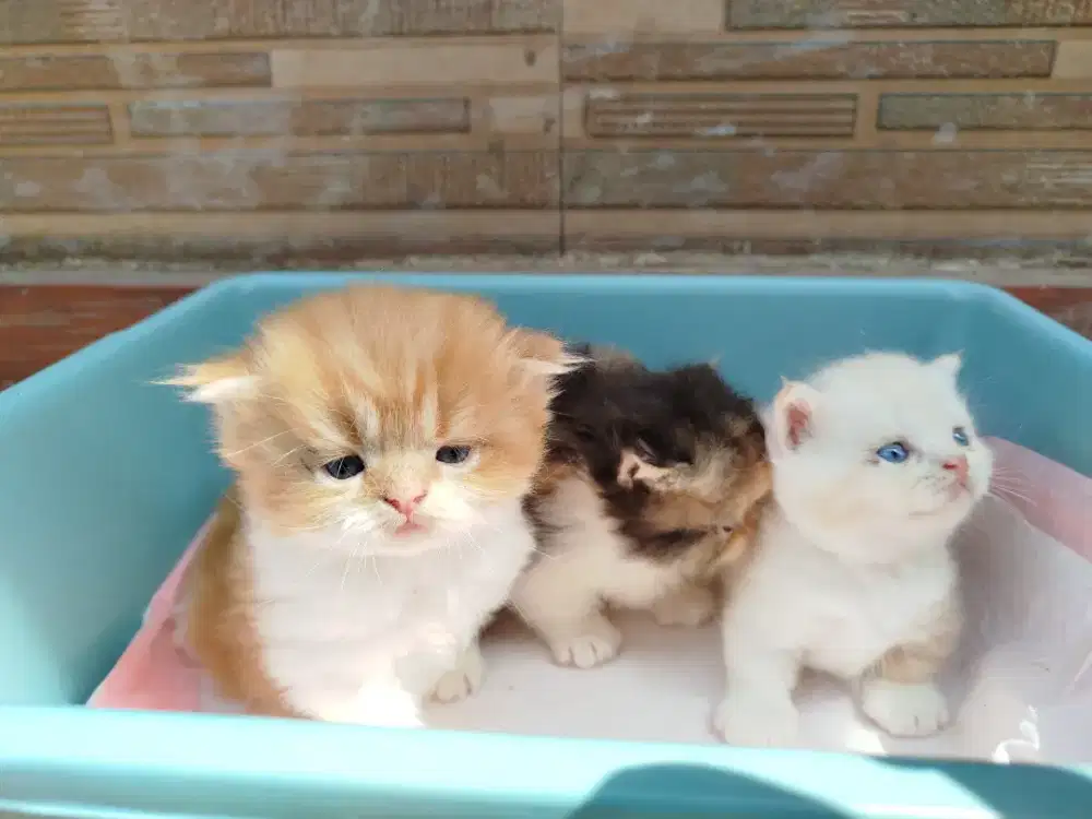 Munchkin Non Standar Oyen