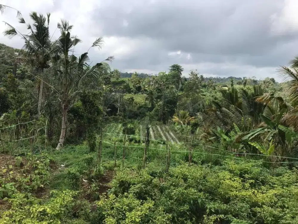 Dijual Tanah di Desa Payangan, Ubud, Gianyar