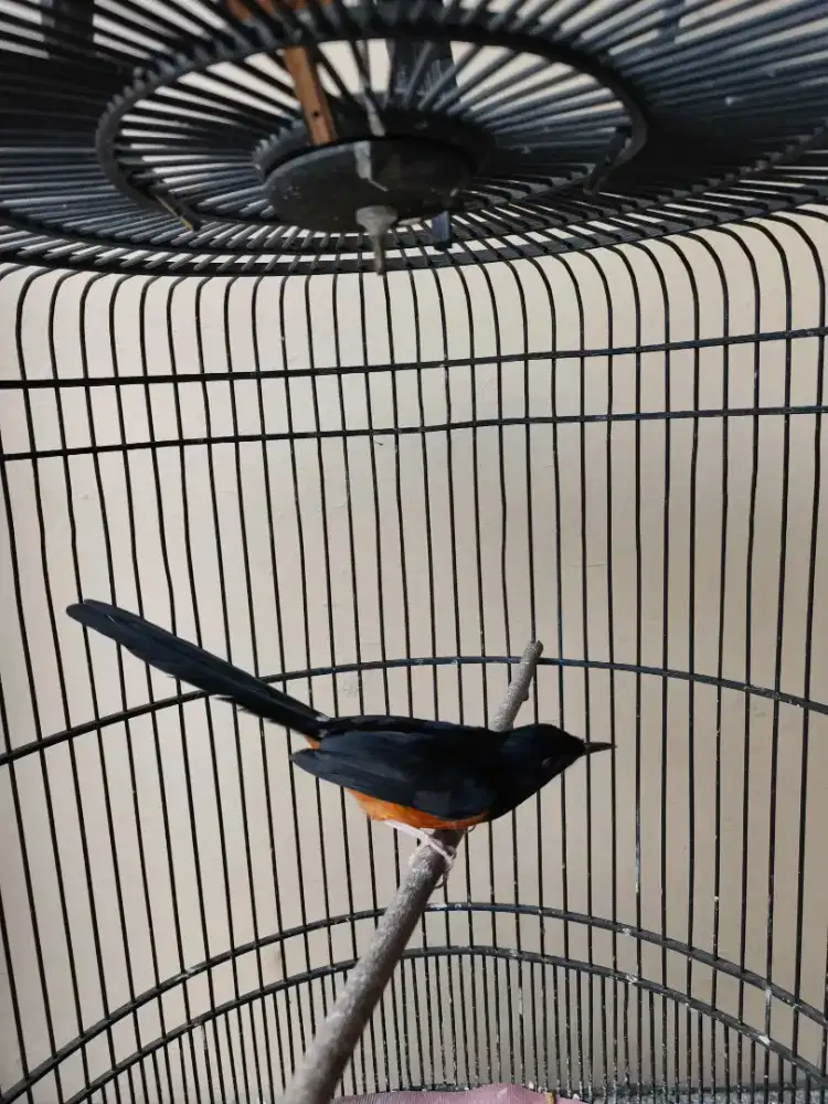 Murai Muda Hutan minusan