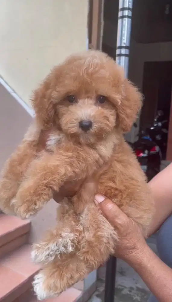 Toy Poodle Stambum