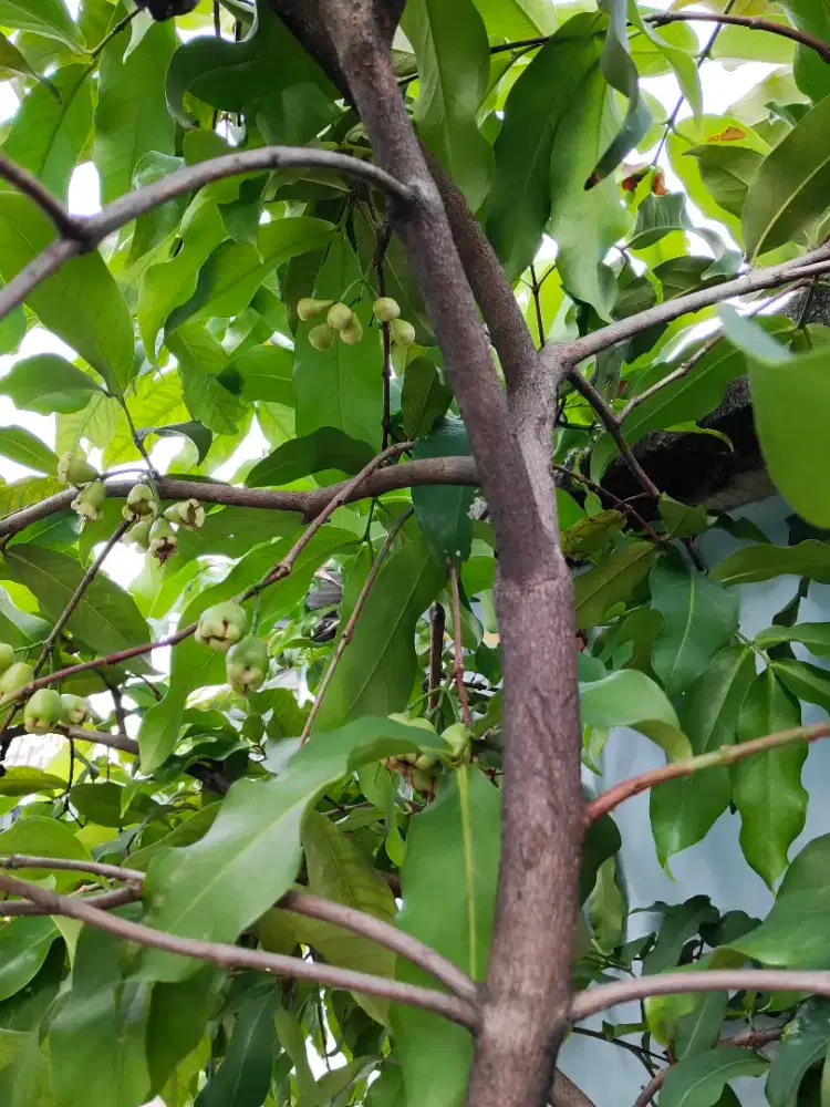 POHON JAMBU DALHARI BERBUAH