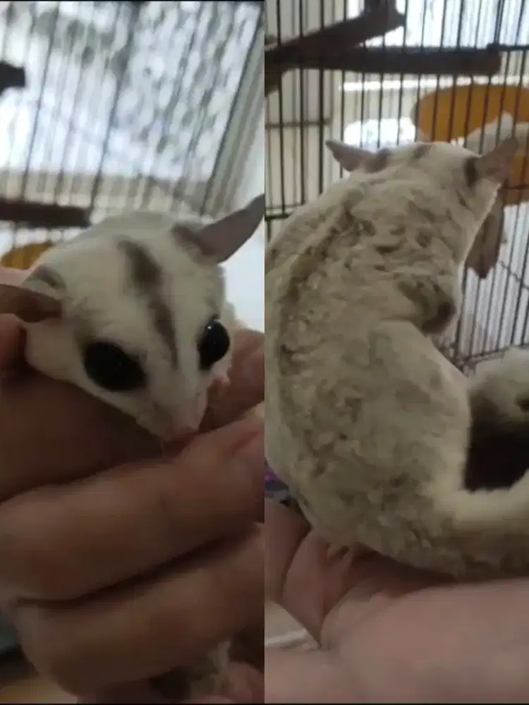 Sugar Glider platinum cewek