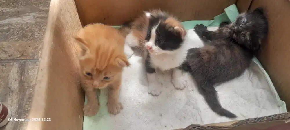 Kitten Ras Scottis Straigth mix Mc persia