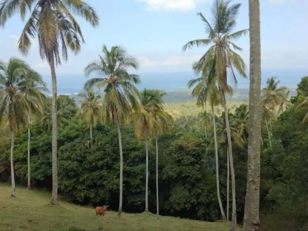 Dijual Tanah Murah View Laut di Selemadeg, Tabanan