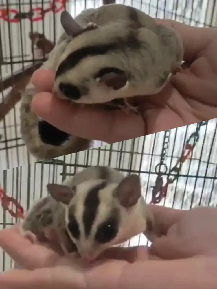 Sugar Glider white face cowok