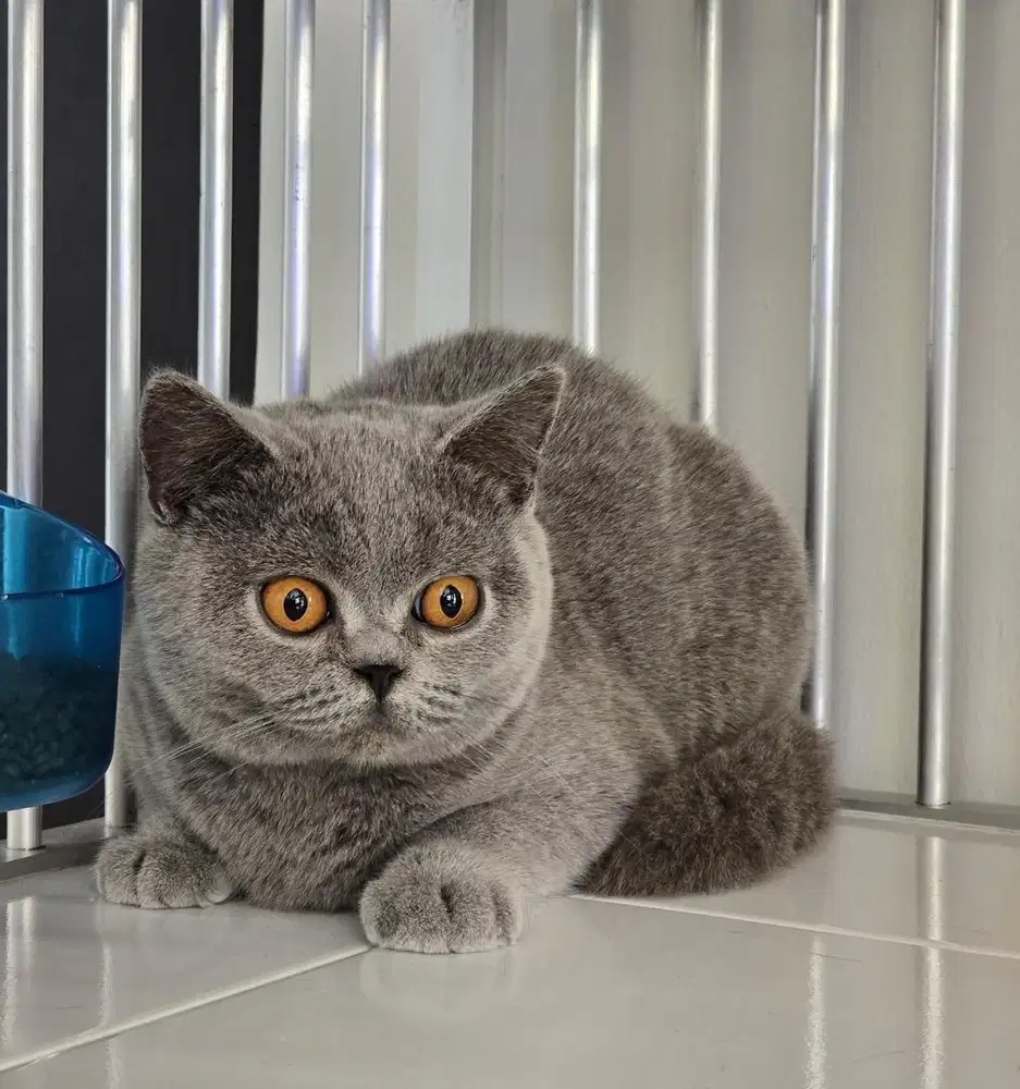 Kucing british shorthair bsh british short hair
