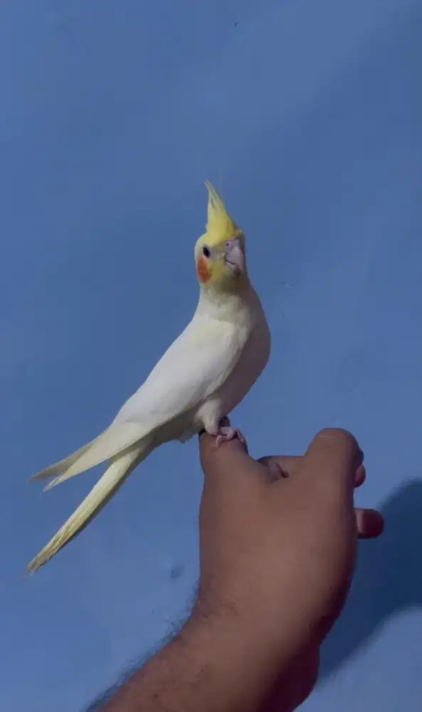 Falk cockatiel parkit australia jinak total not sunconure