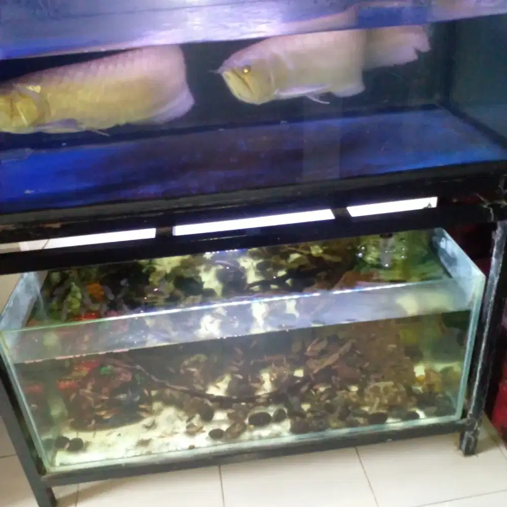Akurium set plus ikan nya