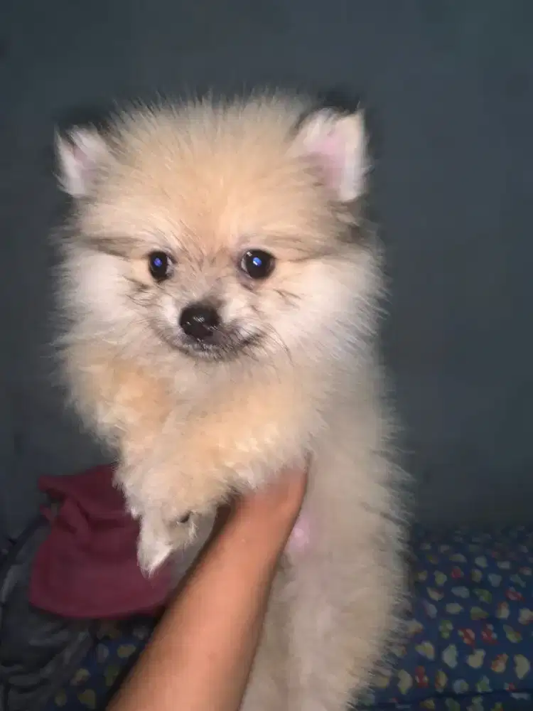 MINIPOM 3BULAN BETINA