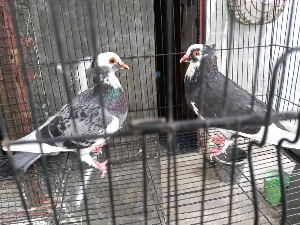 Sepasang Jambul Blangtong