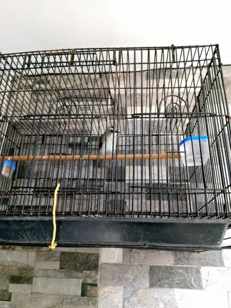 Burung trucuk jantan