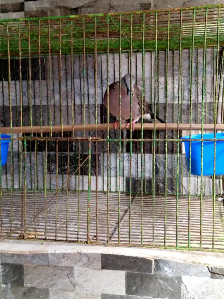 Burung tekukur jantan kuk1