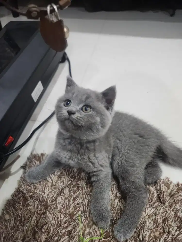 Kucing british shorthair bsh british shorthair