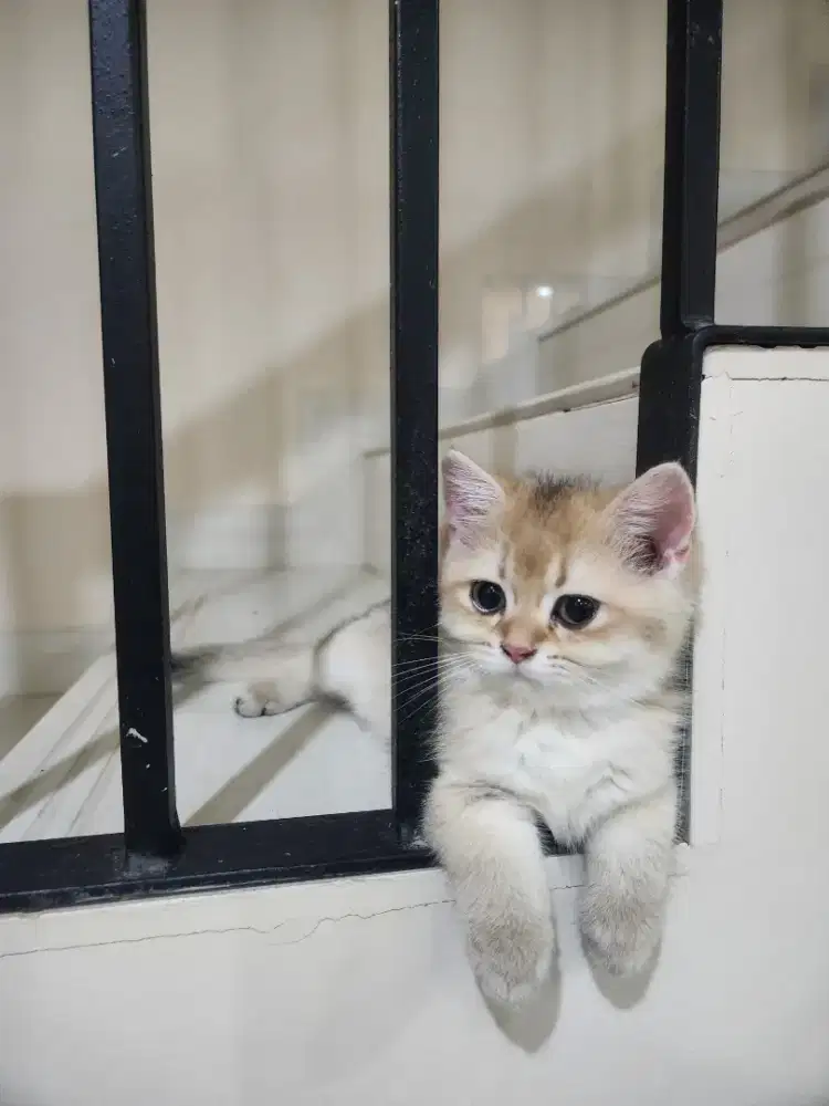 Kucing british shorthair bsh british shorthair