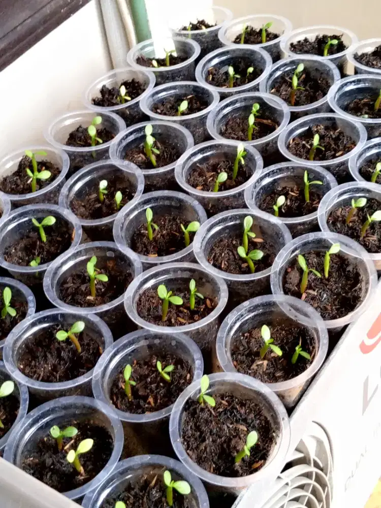 Jual bibit adenium (Kamboja)