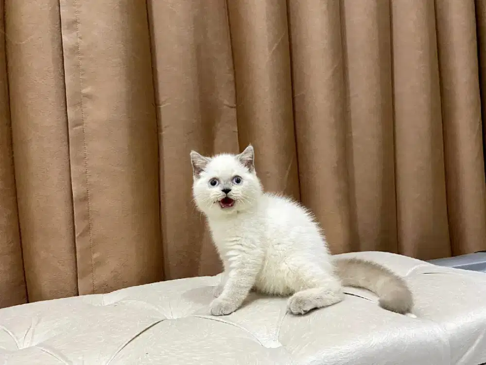 kucing BsH jantan umur 3,5 bulan